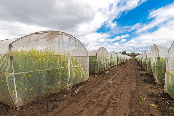 Oilseed rape growth in protective mesh netting greenhouse — Stock Photo, Image