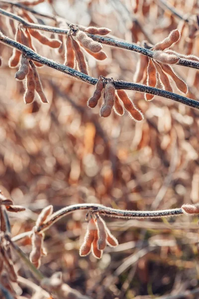 Soybean pods selective focus — Stock Photo, Image