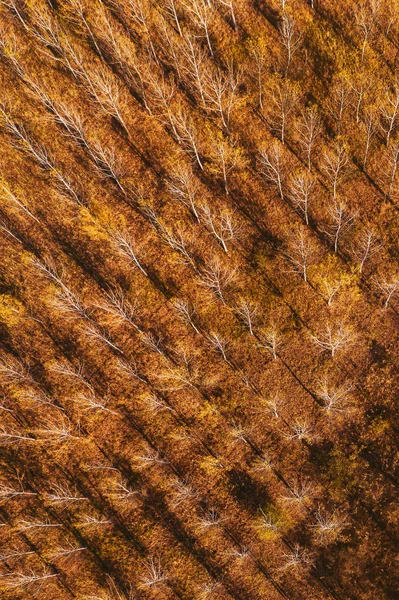 Blick von oben auf den Baumwollaspenwald im Herbst — Stockfoto