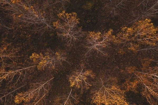 Vista de alto ângulo de árvores de algodoeiro na floresta outonal — Fotografia de Stock