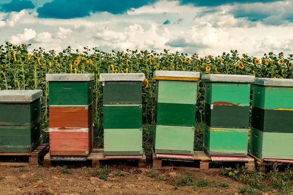 Honigbienen und Bienenstöcke im Sonnenblumenfeld — Stockfoto