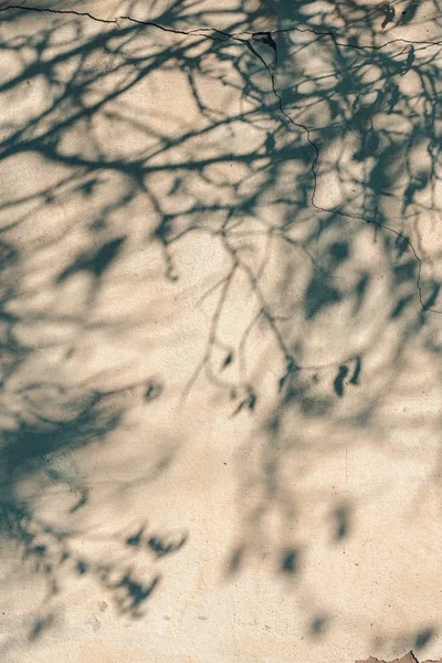 Çatlak duvardaki ağaç tepesi gölgesi — Stok fotoğraf