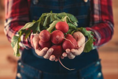 Hasat turp demet tutan kadın çiftçi