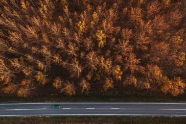 Sonbahar kavak ağacı ormanlarında trafik vardı.