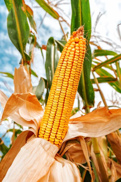 Corn on the cob in field — Stock Photo, Image