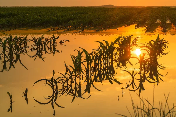 Flooded young corn field plantation with damaged crops in sunset — Stock Photo, Image