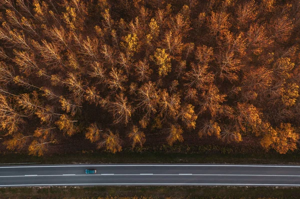 Tráfico en la carretera a través del bosque otoñal de álamo —  Fotos de Stock
