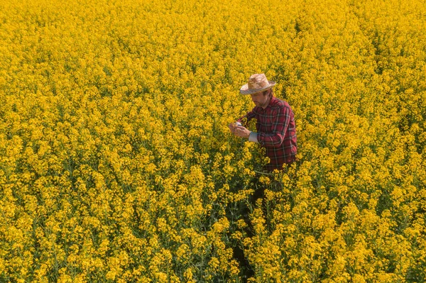 Αγρότης Ελαιοκράμβης Που Εξετάζει Άνθη Των Καλλιεργειών Αγρό Θέα Υψηλής — Φωτογραφία Αρχείου