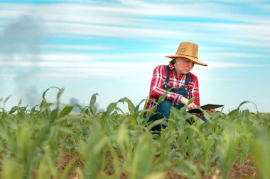 Concerned female farmer with digital tablet in corn field looking at black smoke on horizon, concept of insurance in agriculture and farming clipart