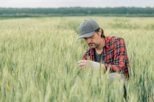 Graves Agrónomos Trigo Inspeccionan Calidad Los Cultivos Cereales Campo Plantaciones —  Fotos de Stock