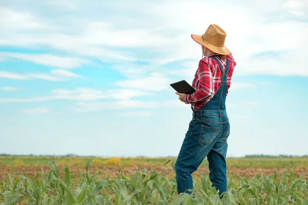 Female Farmer Agronomist Using Digital Tablet Computer Young Green Corn — Stock Photo, Image