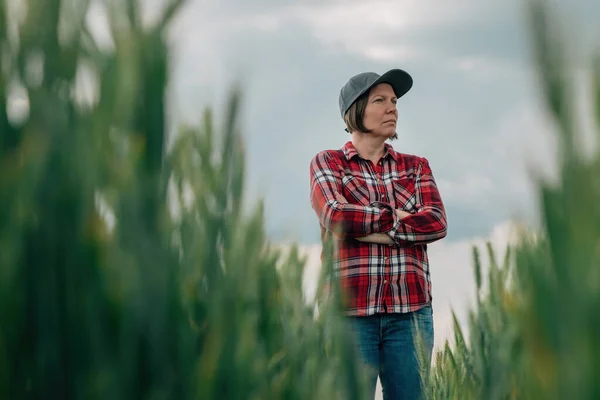 Vete Bonde Agronomen Står Odlade Spannmål Jordbruksmark Med Armarna Korsade — Stockfoto