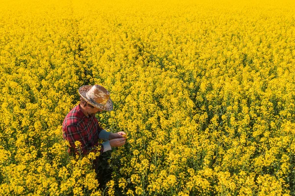 Agricultor Colza Oleaginosa Examinando Flores Cultivos Campo Vista Ángulo Alto —  Fotos de Stock