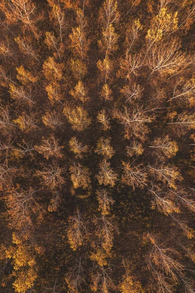 Vista Superior Floresta Álamo Outonal Partir Pontos Drone Vista Aérea — Fotografia de Stock