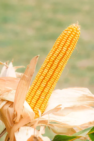 Corn Cob Plantation Field Ripe Maize Crops Ready Harvesting — Stock Photo, Image