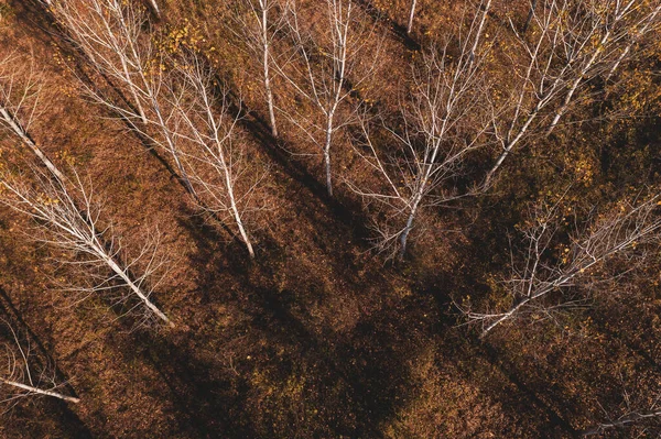 Blick Von Oben Auf Baumwollbäume Herbstlichen Wald Von Drohne Pov — Stockfoto