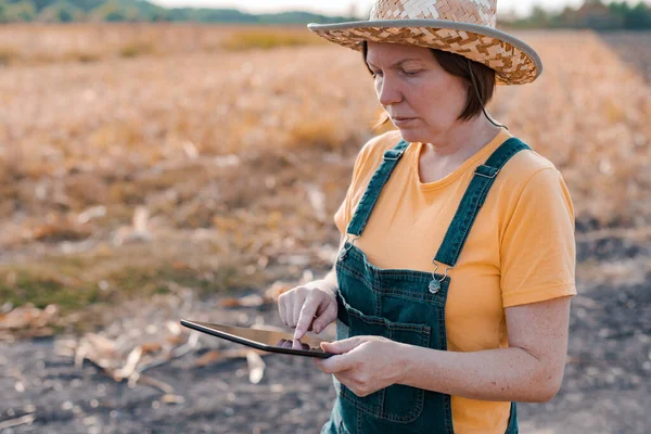 Agricultrice Maïs Utilisant Une Tablette Numérique Dans Champ Maïs Concept — Photo