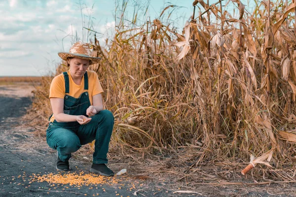 Deluso Agricoltore Mais Femminile Cattive Condizioni Campo Grano Dopo Scarsa — Foto Stock