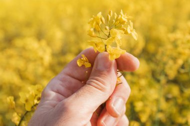 Çiftçinin eli kapalı tarlada çiçek açan kolza tohumu bitkisini tutarken çiftçi çiftçilik tarlasını inceliyor.