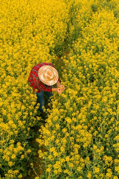 Luftaufnahme Von Landwirt Untersucht Blühendes Rapsfeld Bauarbeiter Von Drohne Pflanzenkontrollkonzept — Stockfoto