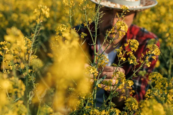 Boer Onderzoekt Bloeiende Koolzaadplant Geteeld Veld Agronomist Voert Gewascontrole Uit — Stockfoto