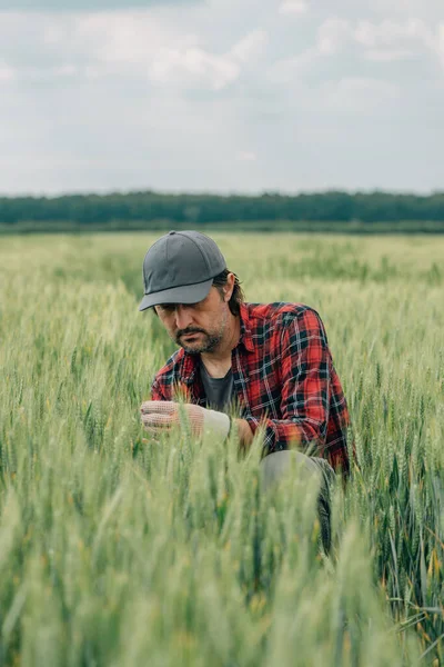 Agricultor Trigo Agrônomo Inspecionando Qualidade Das Culturas Cereais Campo Plantação — Fotografia de Stock