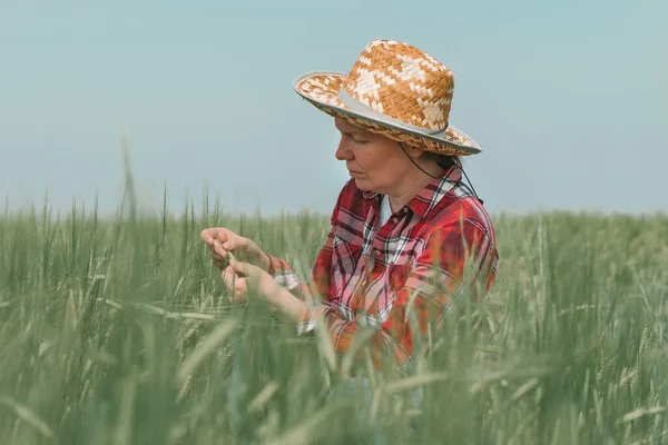 Farmářka Zabývající Vývojem Zelených Ječných Uší Terénu Zemědělkyně Zabývající Pěstováním — Stock fotografie