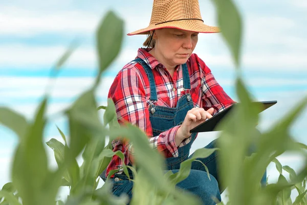 Kobieta Rolnik Agronomist Pomocą Tabletu Cyfrowego Młodego Zielonego Pola Kukurydzy — Zdjęcie stockowe