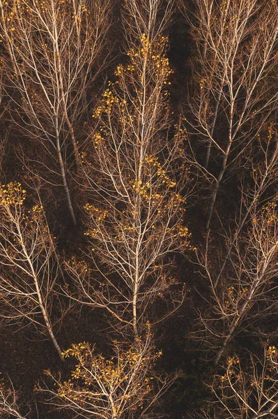 ドローン ポフからの落葉性の秋の森のアスペンの木 黄色の葉を持つポプラの木の空中ビュー — ストック写真