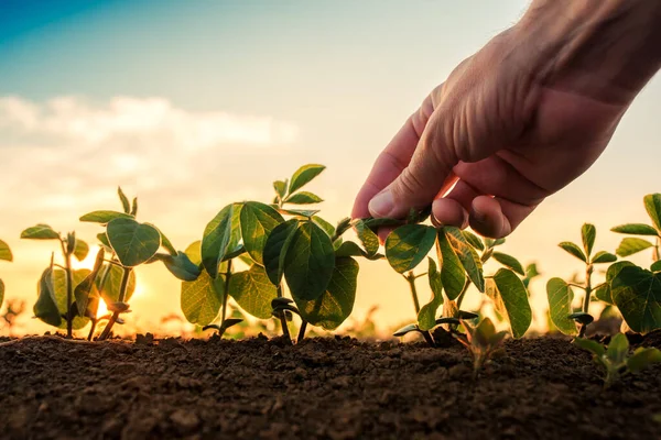 Control Crecimiento Soja Mano Masculina Tocando Hoja Soja Campo Cultivado — Foto de Stock