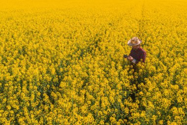 Yağ tohumu tecavüzcüsünün hava görüntüsü uzaktan kumandalı uzaktan kumandayla çiçek açan kanola plantasyonunu kullanarak mahsul gelişimini kontrol ediyor..