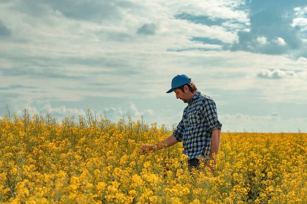 Farmer Blooming Canola Field Male Agronomist Examining Rapeseed Crops — Stock Photo, Image