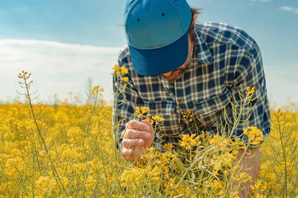 Çiçek Açan Kanola Tarlasında Çiftçi Erkek Tarımcı Irz Tohumlarını Inceliyor — Stok fotoğraf