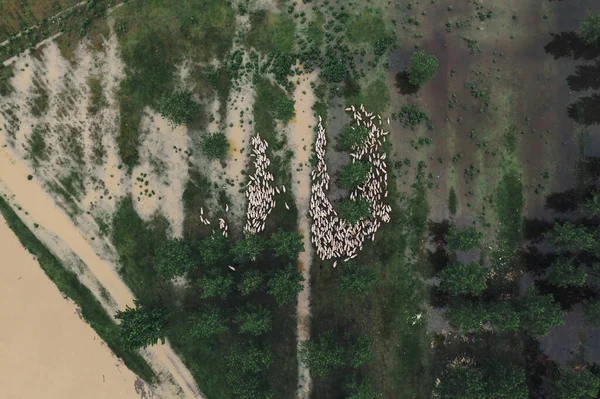 Rebaño Ovejas Pastos Inundados Vista Aérea Arriba Hacia Abajo Desde — Foto de Stock