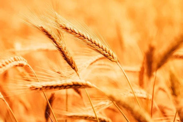 Ripe Barley Crops Cultivated Field Selective Focus — Stock Photo, Image