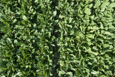 İHA pov 'dan ekilmiş şeker pancarı tarlasının havadan görünüşü, kök ekinlerinin üst görünümü