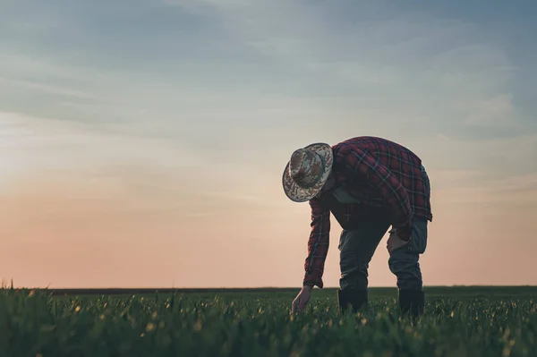 Agronom Weizenfeld Bei Der Analyse Von Weizengras Landarbeiter Bei Frühlingshaften — Stockfoto