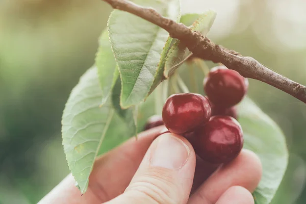 Coltivatore Che Raccoglie Ciliegie Frutteto Primo Piano Delle Mani — Foto Stock