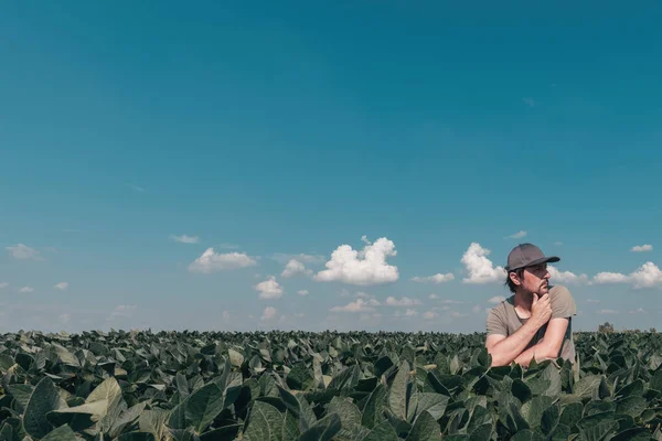 Lavoratore Agricolo Nel Campo Soia Nella Luminosa Giornata Estiva Soleggiata — Foto Stock