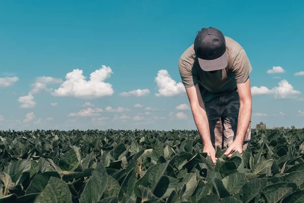 Trabalhador Agrícola Campo Soja Dia Verão Ensolarado Brilhante — Fotografia de Stock