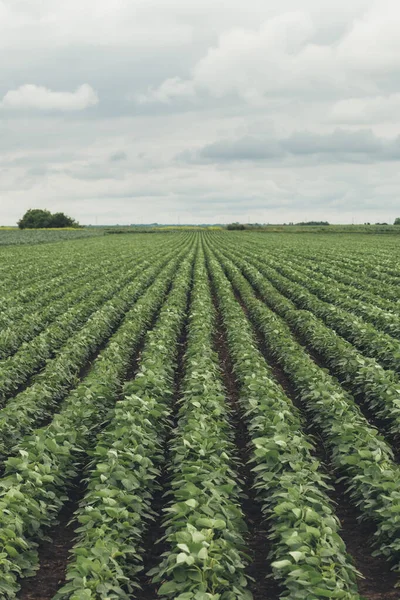 Rows Cultivated Soybean Crops Field Diminishing Perspective — Stock Photo, Image