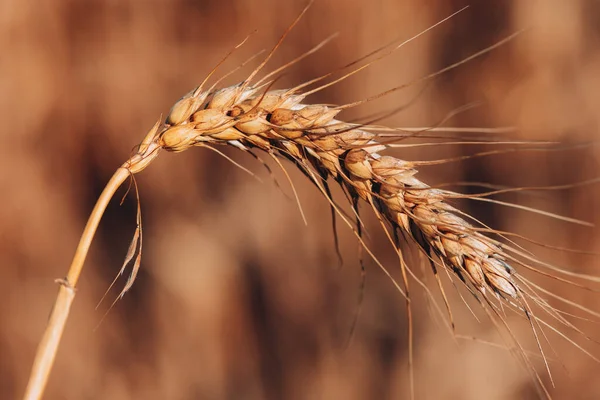Reife Ähre Selektiver Fokus Getreideernte Auf Dem Feld — Stockfoto