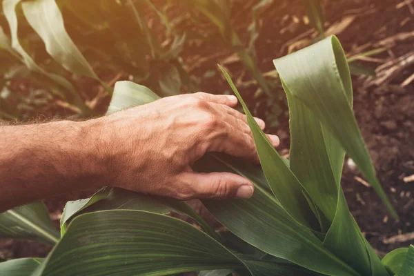 Kukoricatermesztés Ellenőrzési Koncepció Kukoricanövényeket Vizsgáló Mezőgazdasági Termelő Agronómus Közelről — Stock Fotó