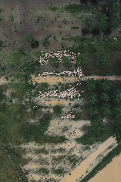 Kudde Schapen Overstroomde Weide Bovenaanzicht Vanuit Drone Pov — Stockfoto