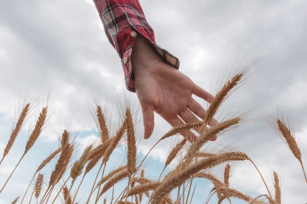Landarbeiterin Agrarwissenschaftlerin Untersucht Reife Gerstenkulturen Auf Landwirtschaftlichem Feld — Stockfoto