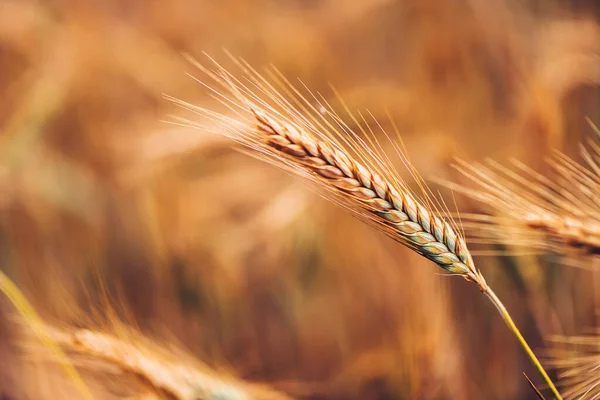 フィールド内の熟した大麦の耳 収穫の準備ができて穀物 選択的な焦点 — ストック写真