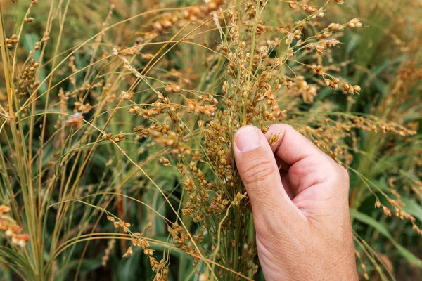 Agronomen Undersöker Proso Hirs Mogna Grödor Öron Fält Närbild Handen — Stockfoto