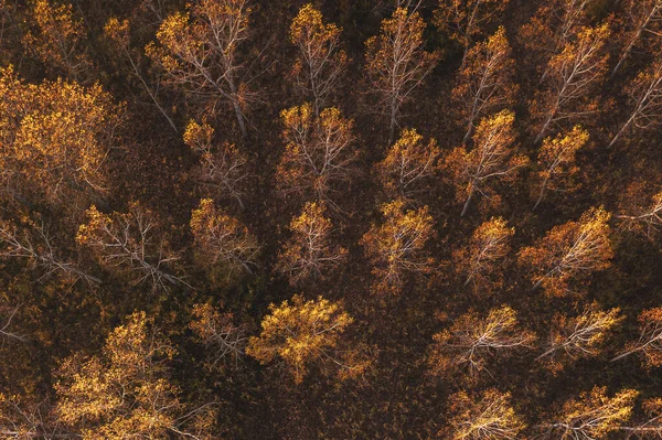 Herbst Espenwald Von Drohne Pov Schöne Abstrakte Hintergrund Der Bewaldeten — Stockfoto