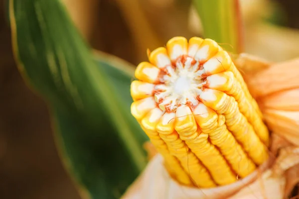 玉米在栽培玉米地中的穗 有选择的重点 — 图库照片