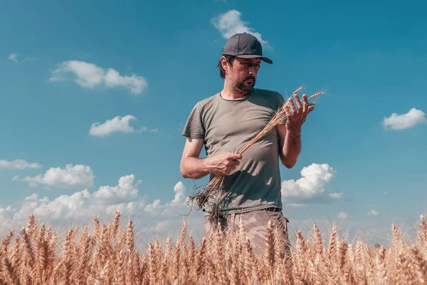 Exitoso Agricultor Trigo Pie Campo Cultivo Cereales Maduros Soleado Día —  Fotos de Stock